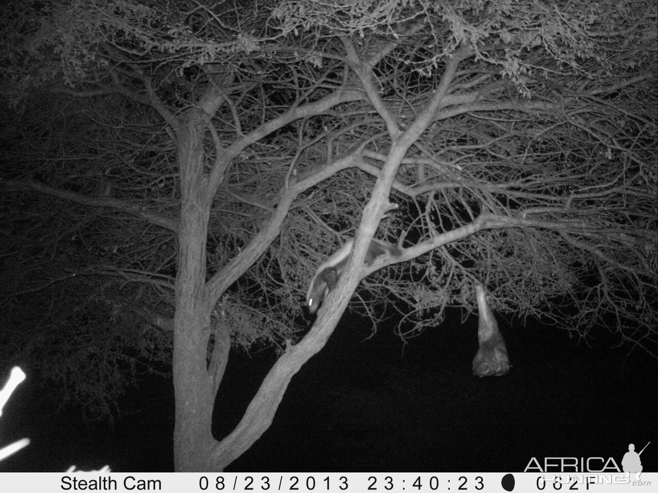 Honey Badger Trail Camera