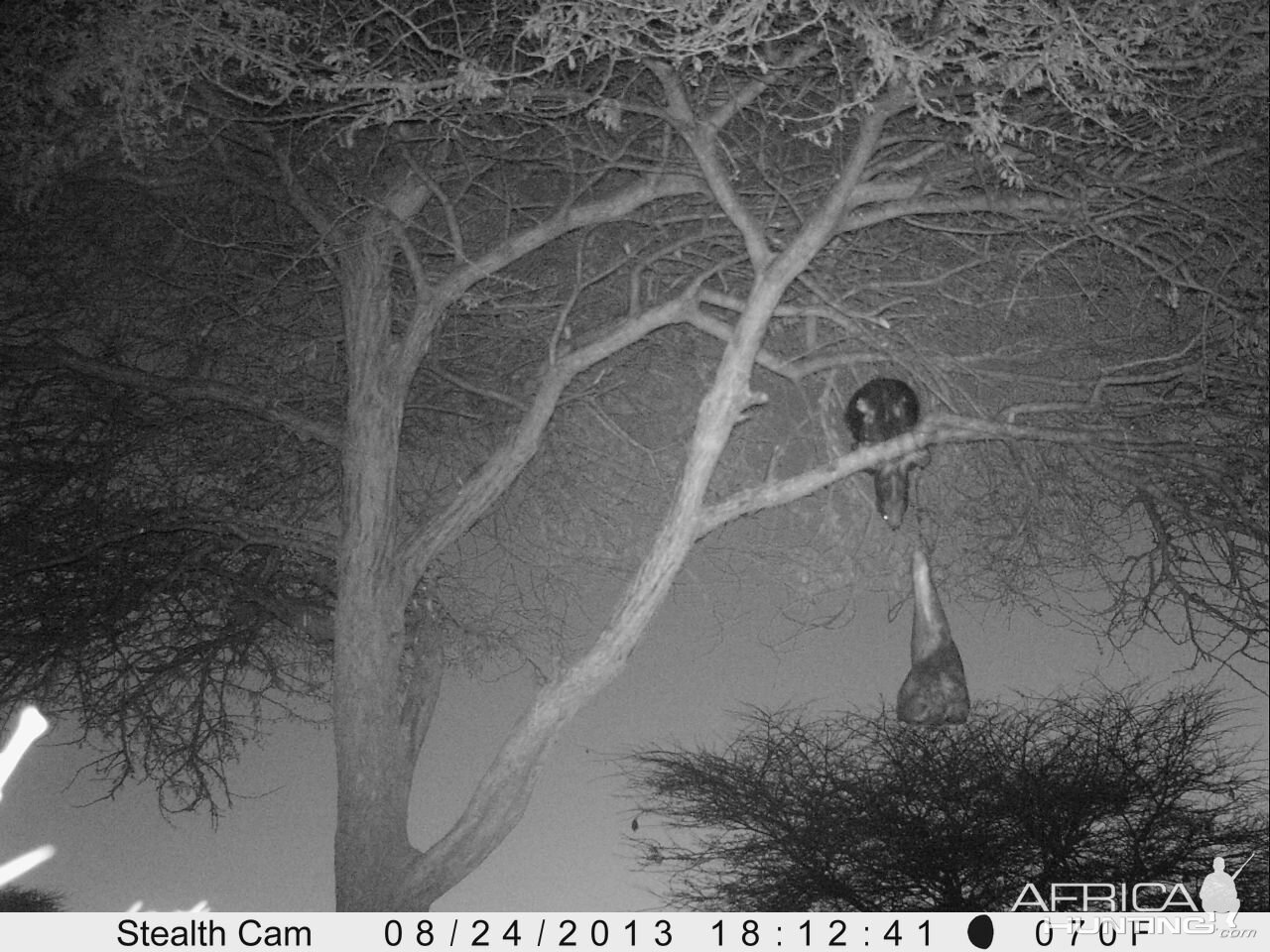 Honey Badger Trail Camera