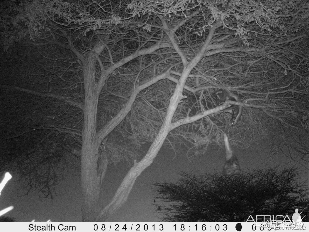 Honey Badger Trail Camera