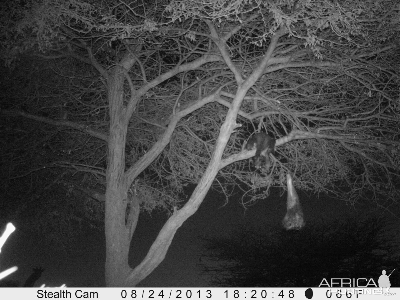 Honey Badger Trail Camera