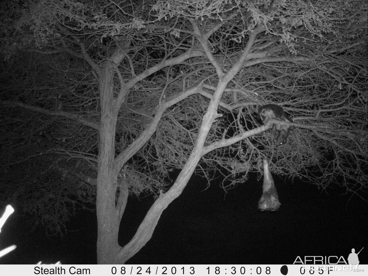 Honey Badger Trail Camera