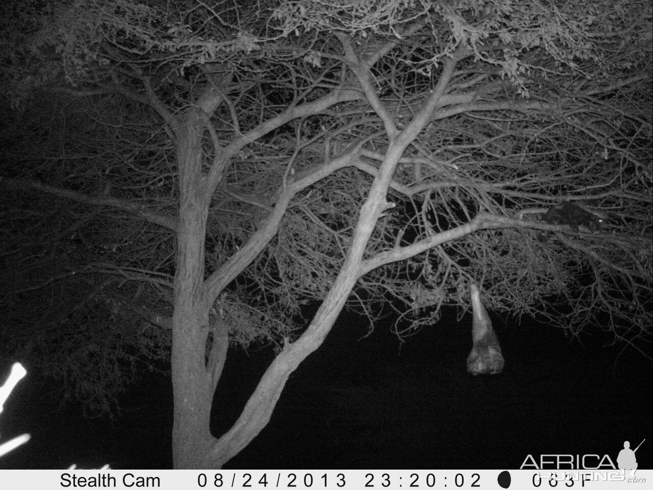 Honey Badger Trail Camera