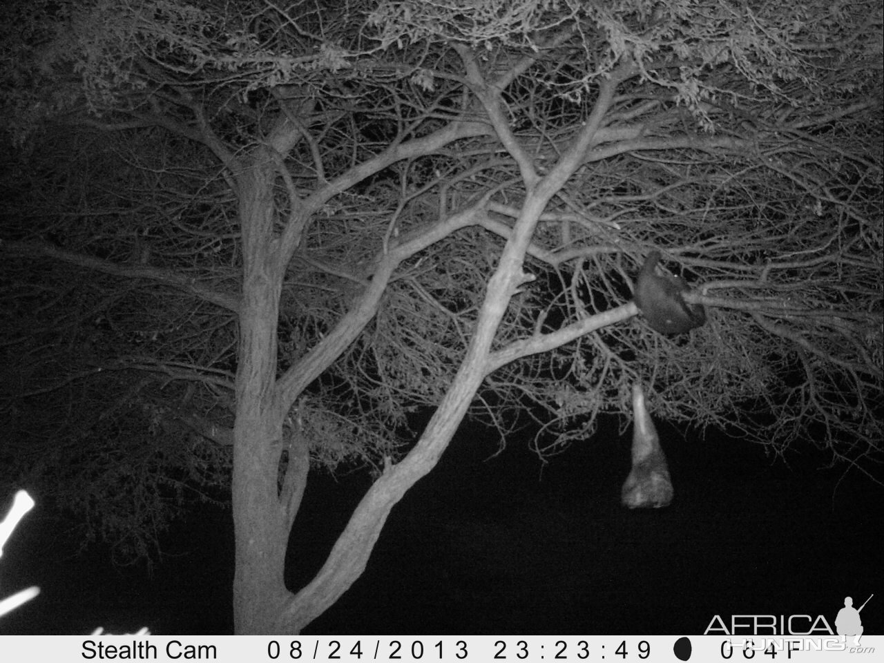 Honey Badger Trail Camera