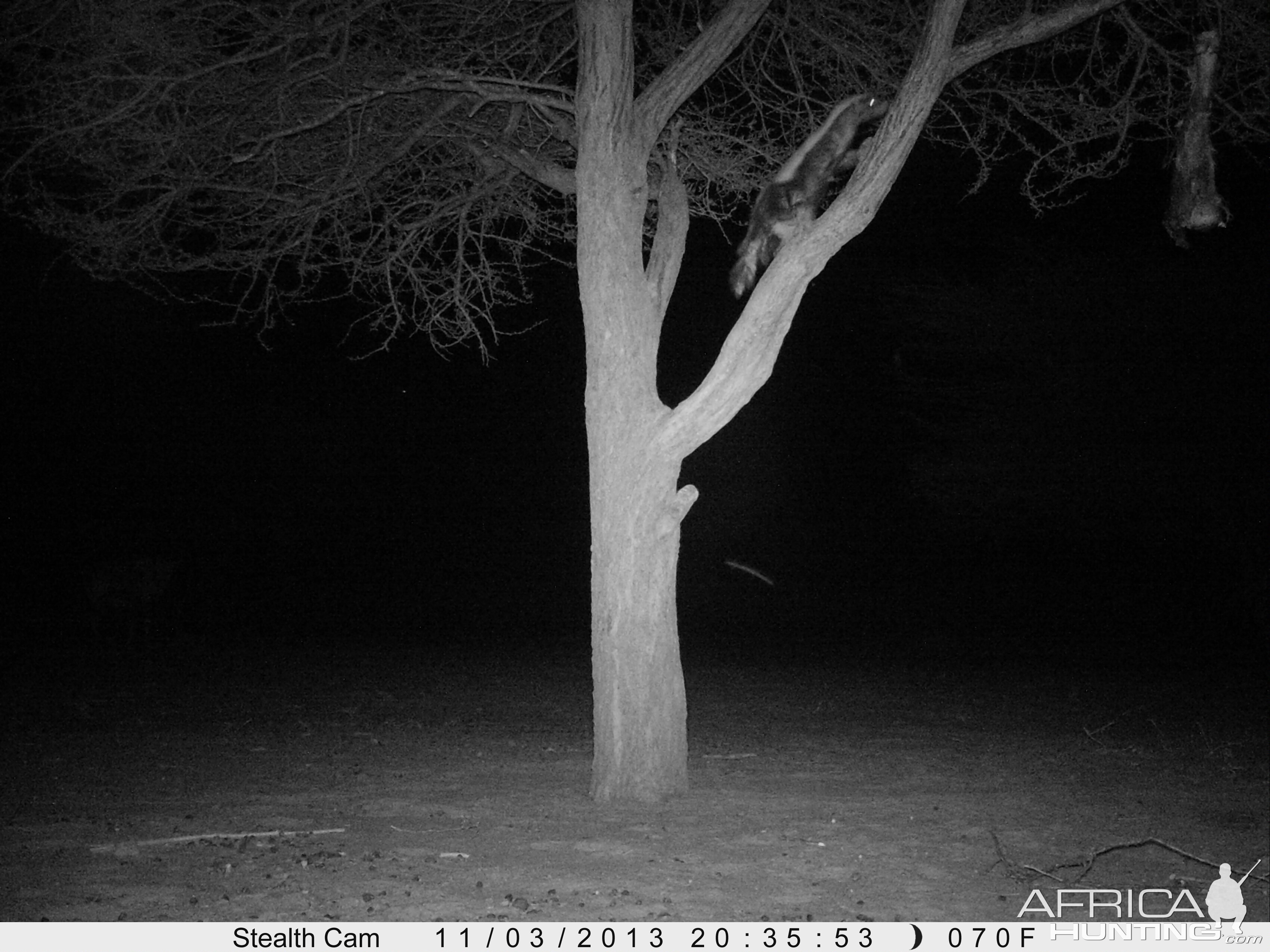 Honey Badger Trail Camera