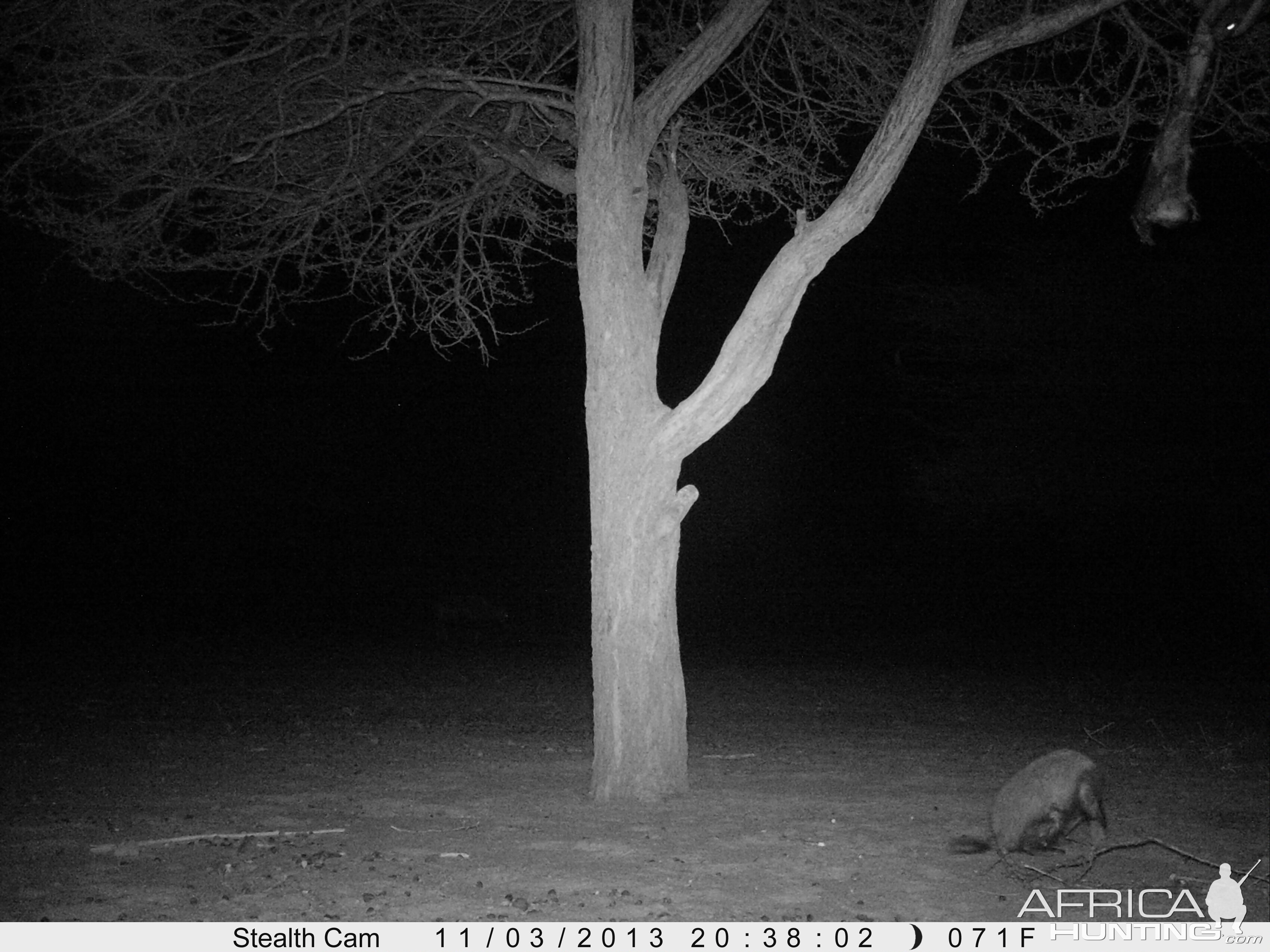 Honey Badger Trail Camera