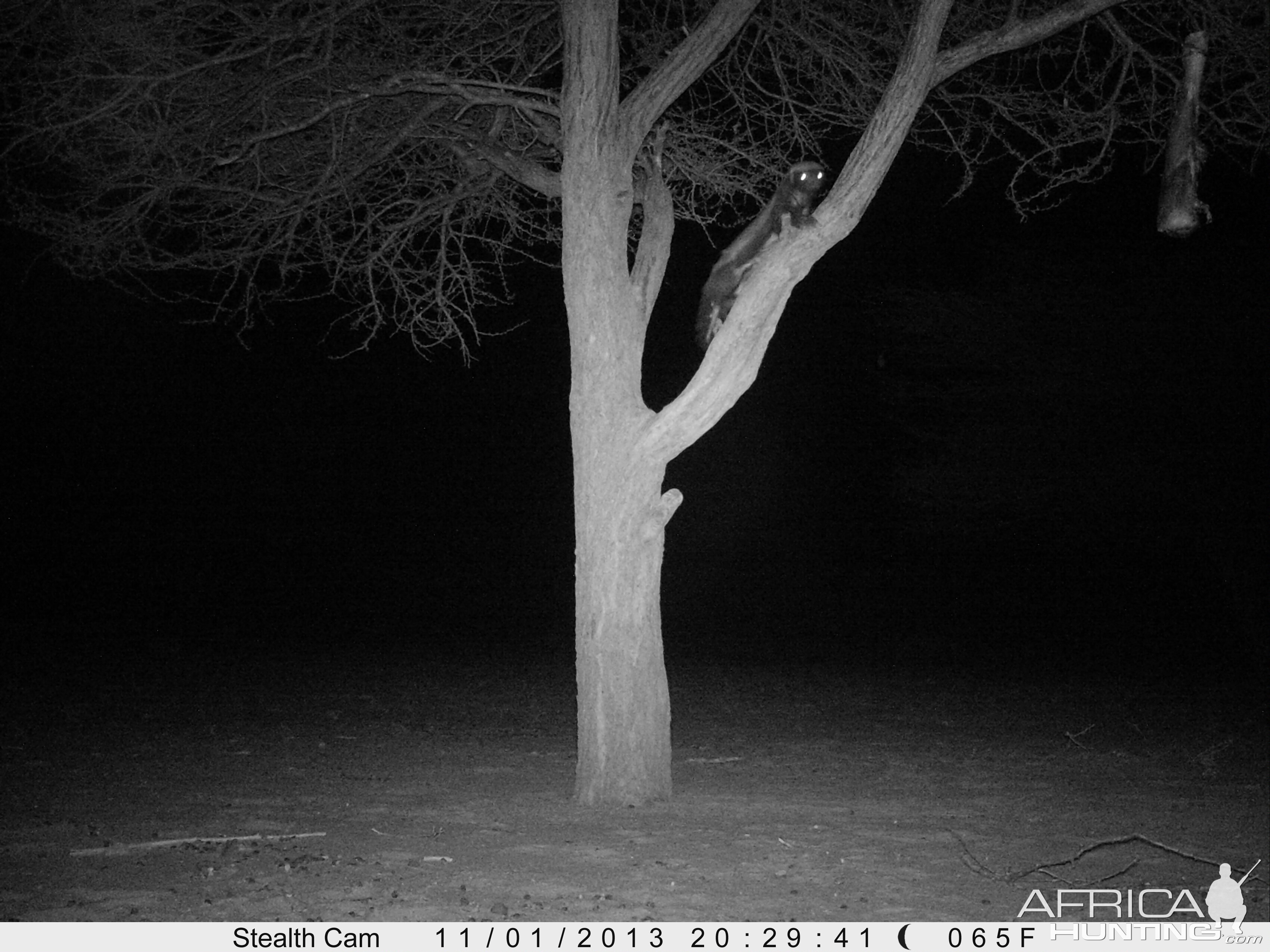 Honey Badger Trail Camera