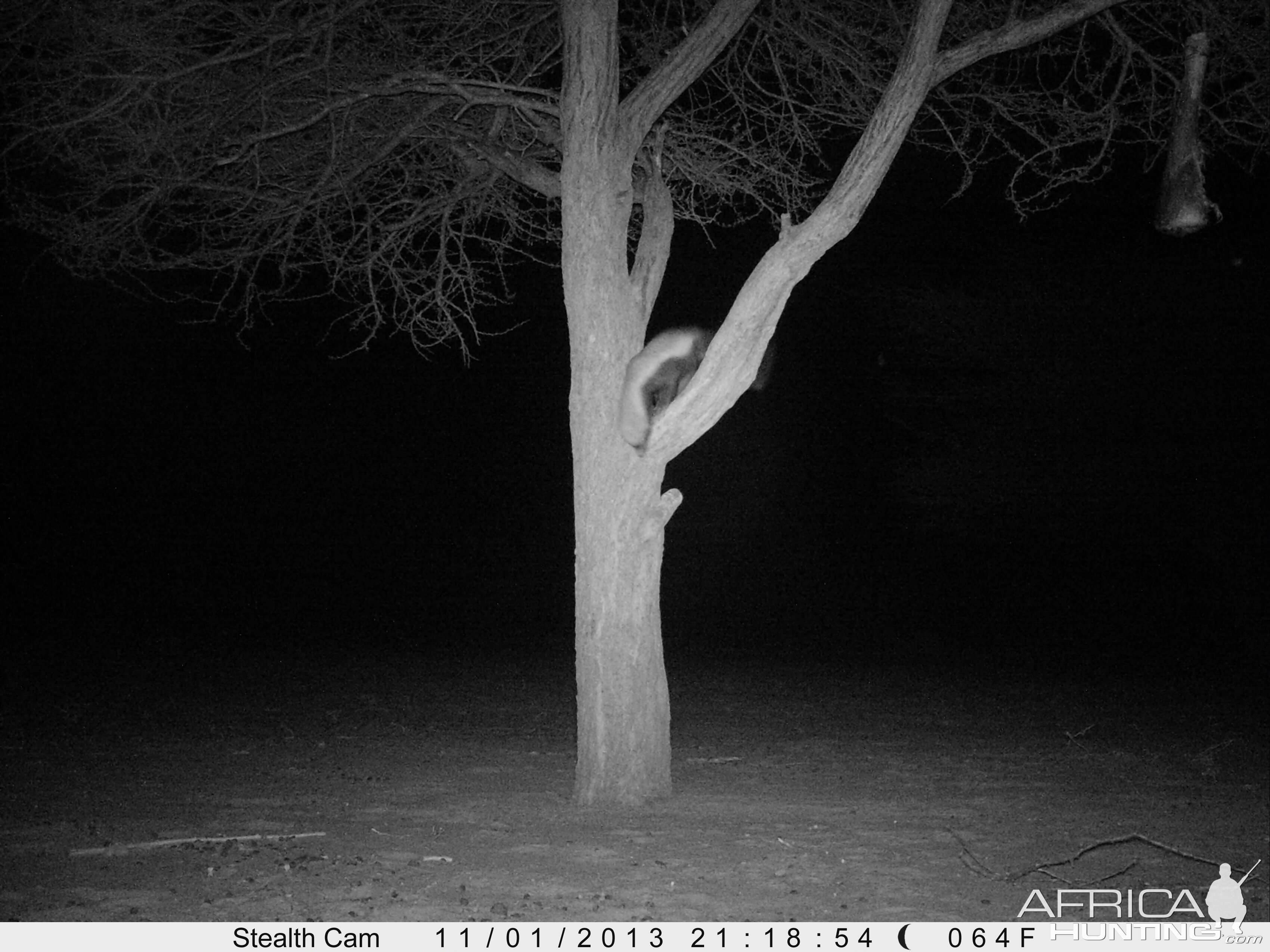 Honey Badger Trail Camera