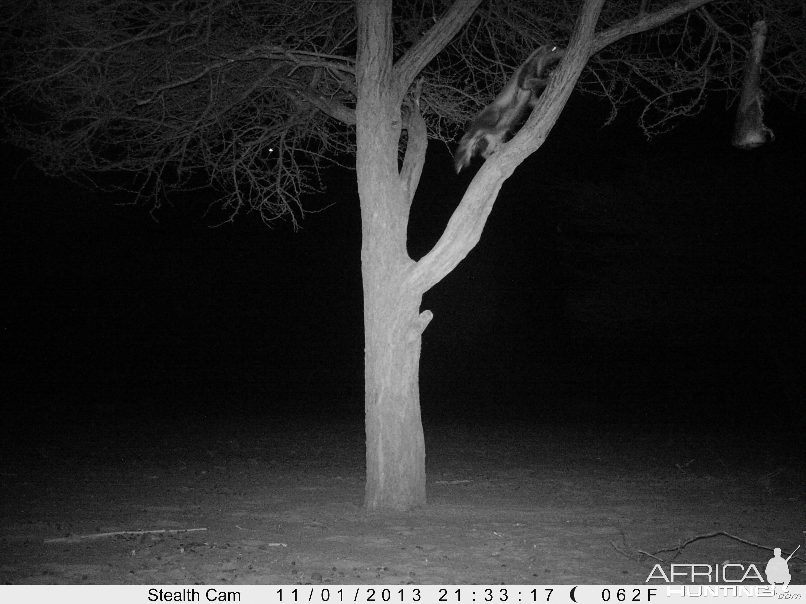 Honey Badger Trail Camera