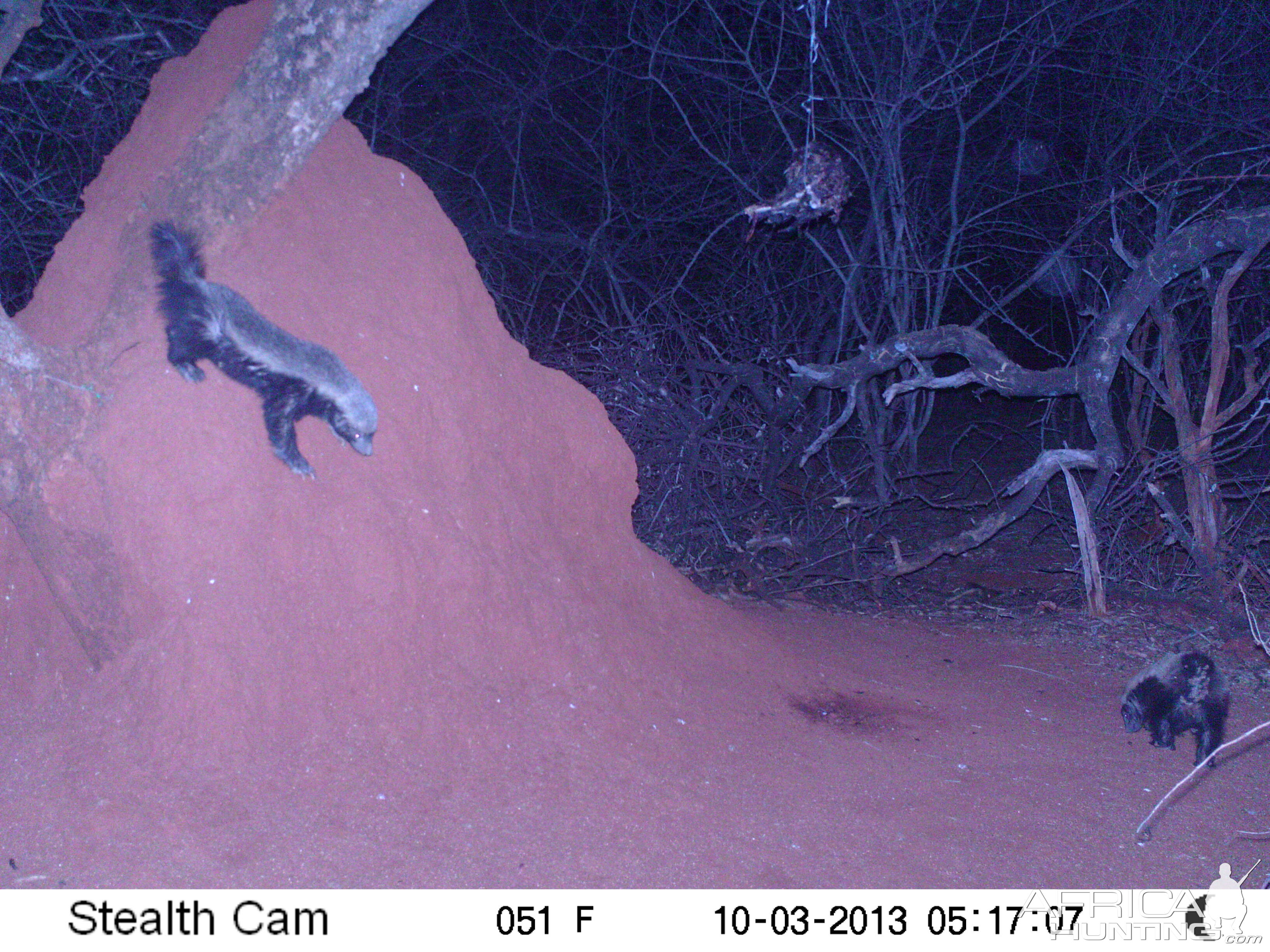 Honey Badger Trail Camera