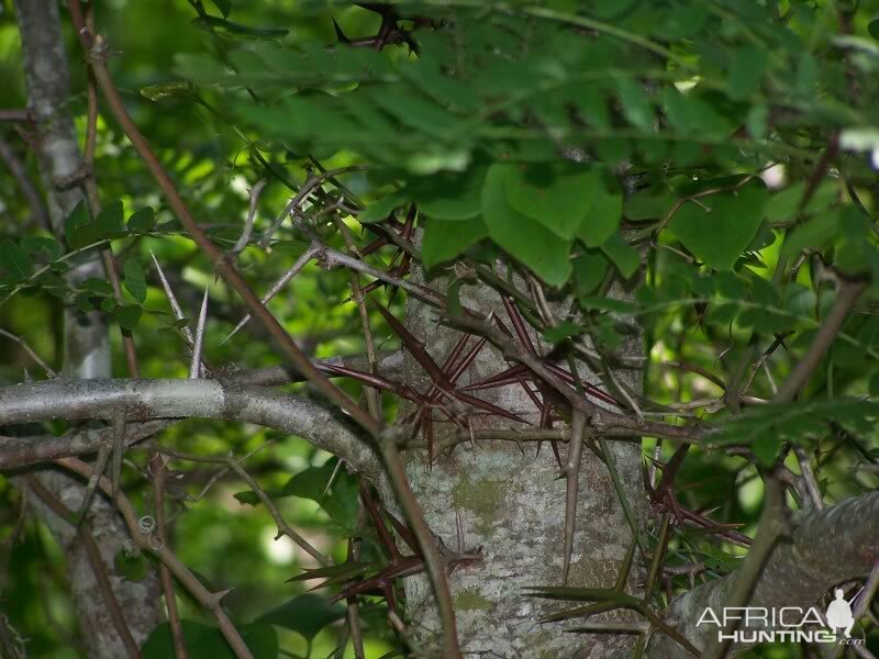 Honey Locust