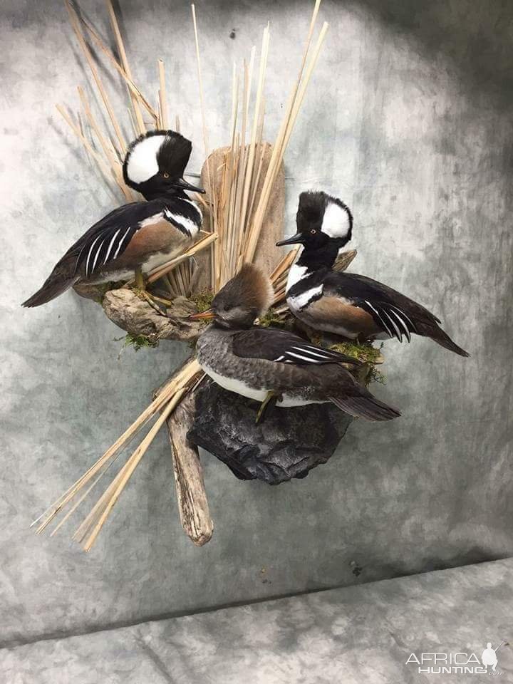 Hooded Merganser Full Mount Taxidermy