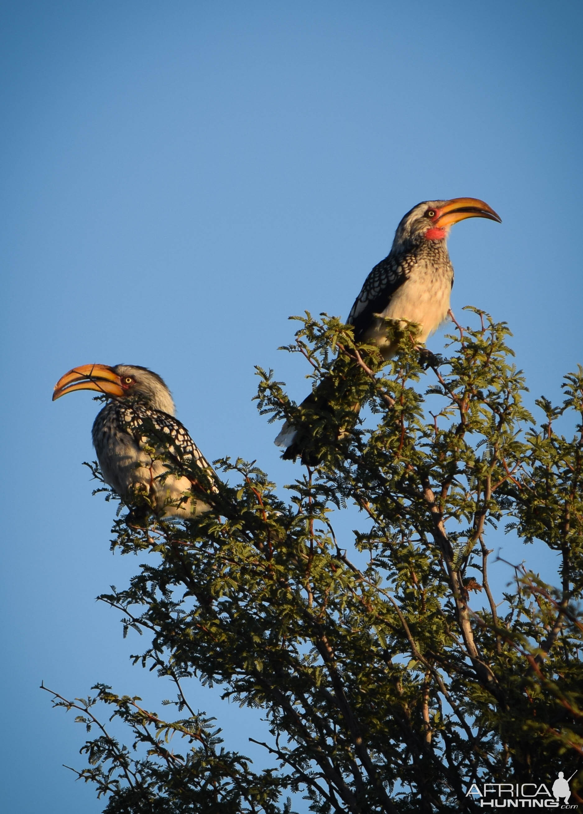 Hornbill