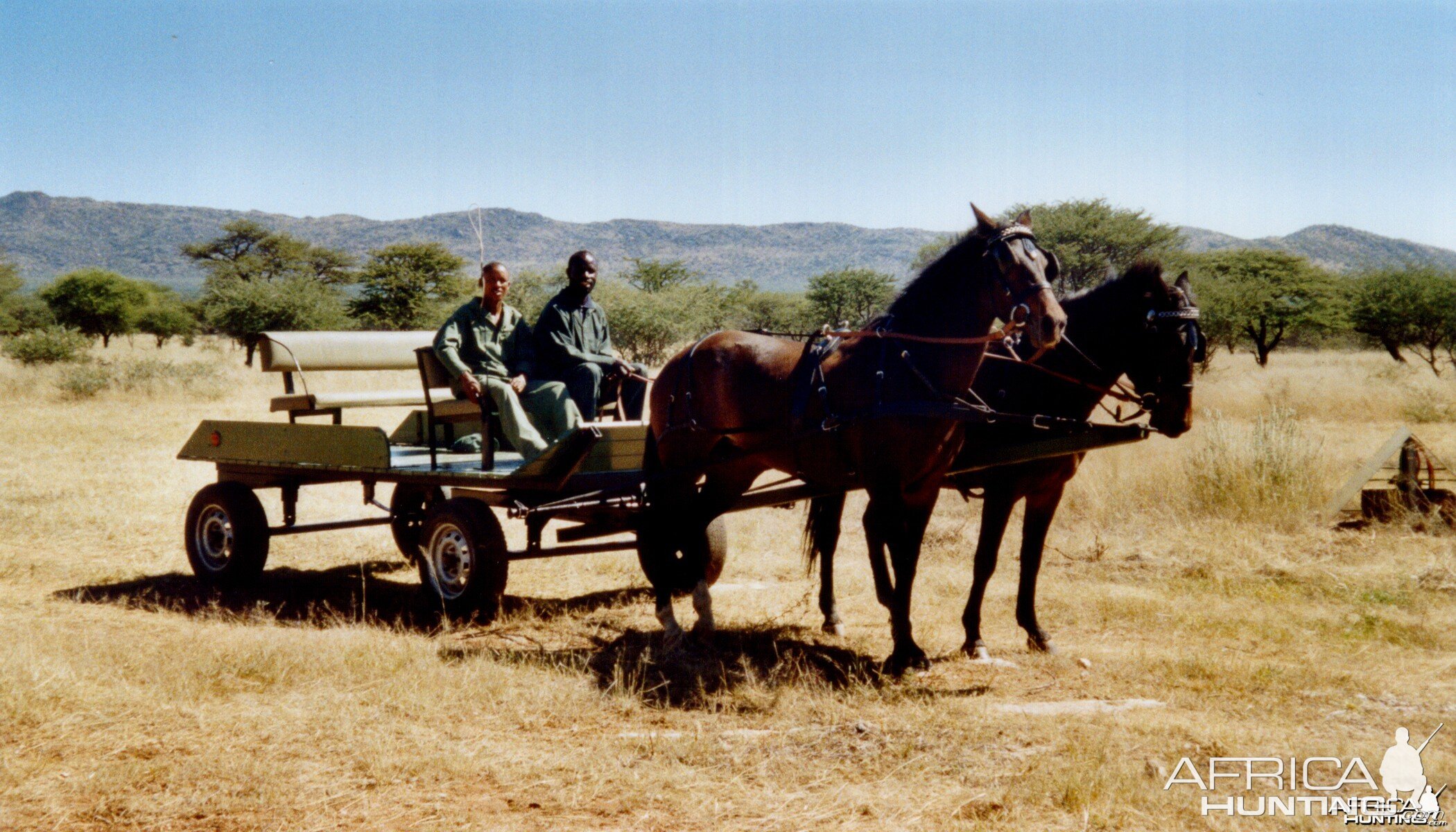 Horse Carriage Namibia