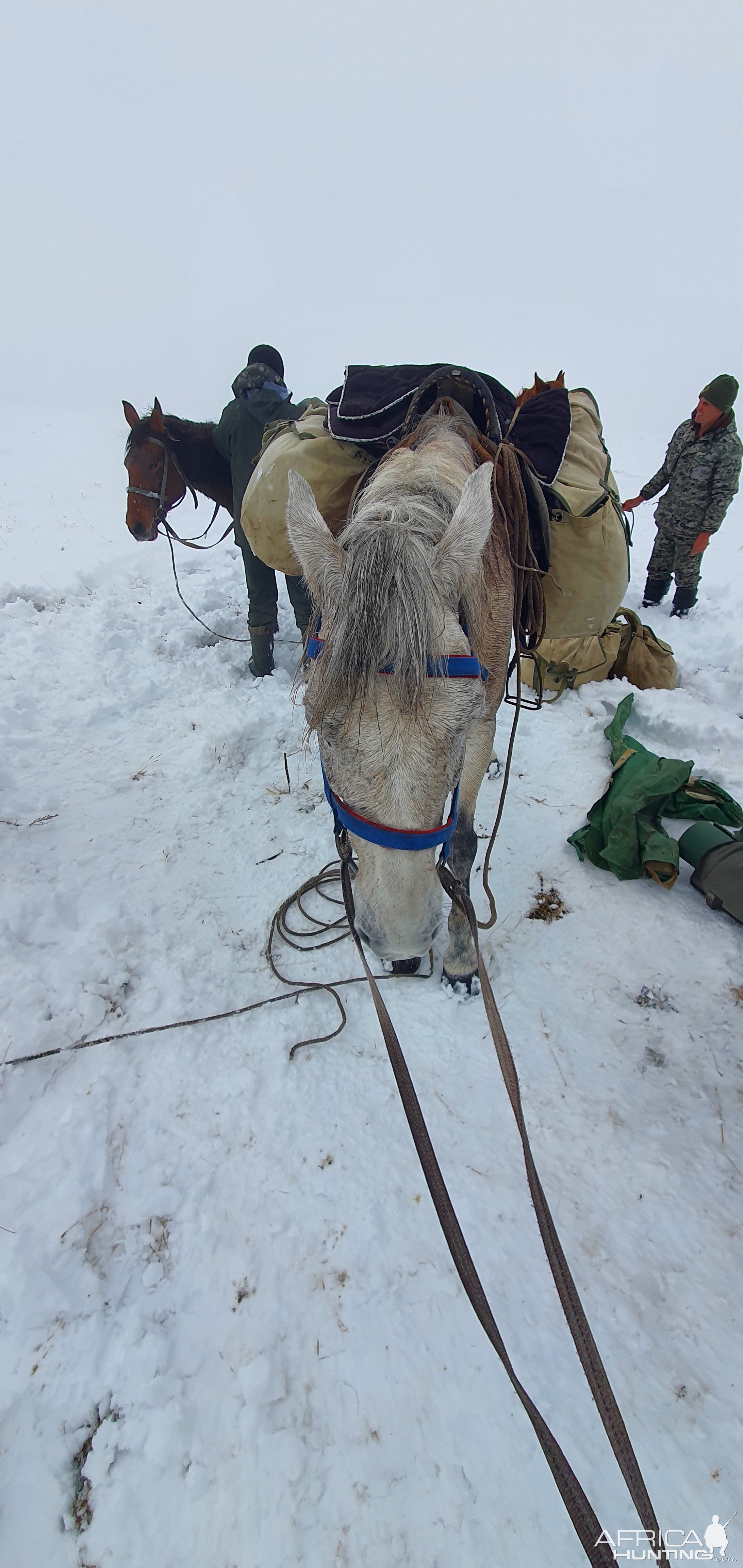 Horse Kazakhstan