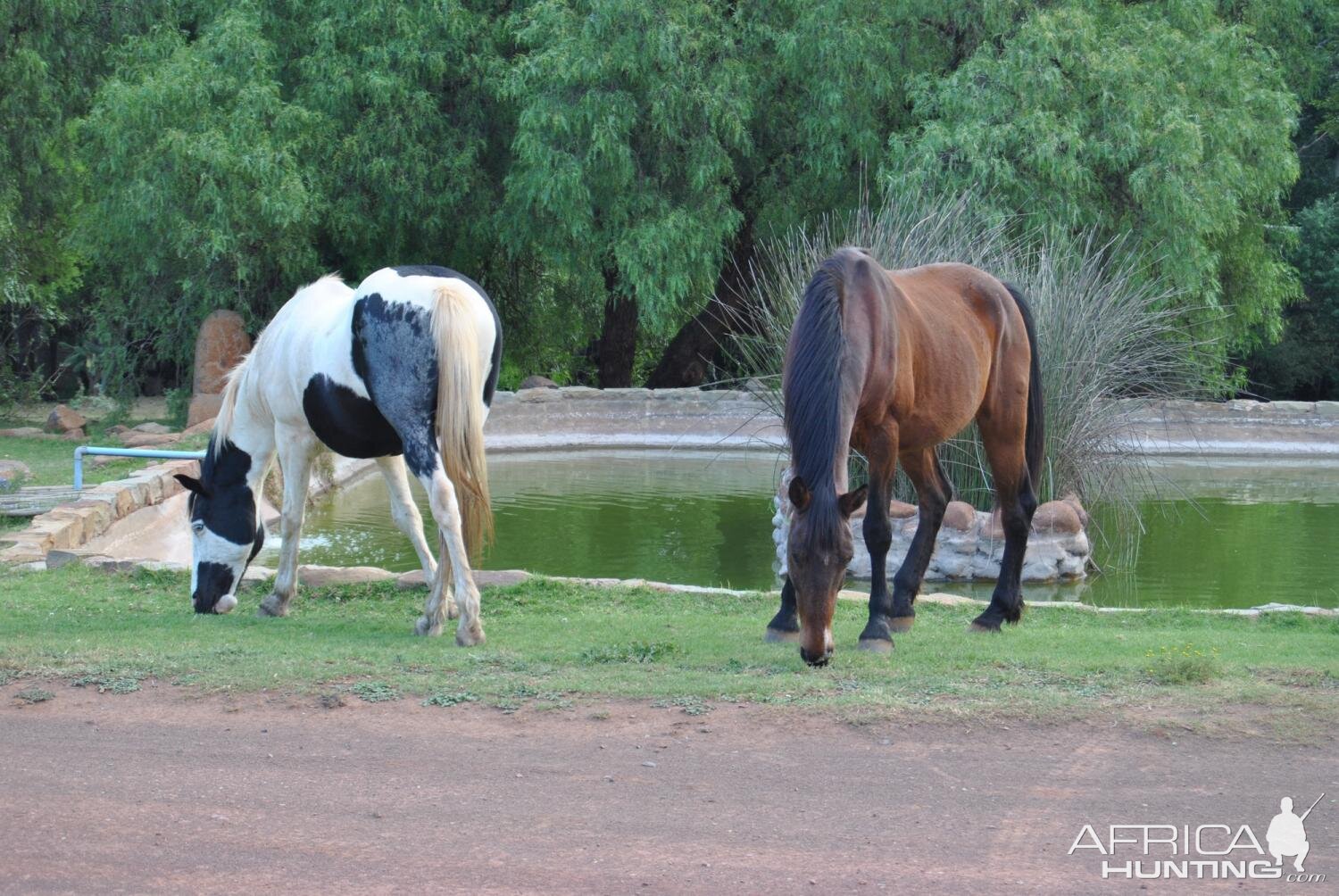 Horses South Africa