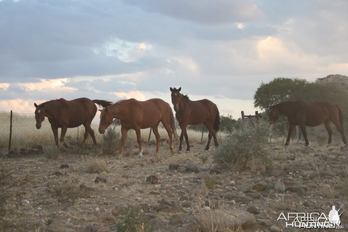 Horses