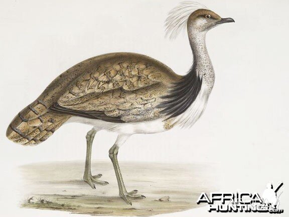 Houbara Bustard