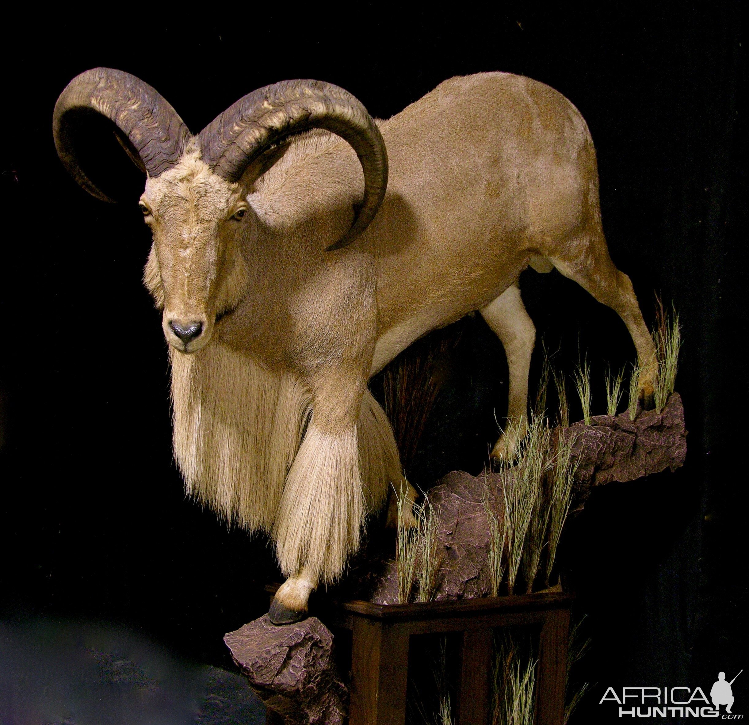 Huge Aoudad Life-size Taxidermy Full Mount