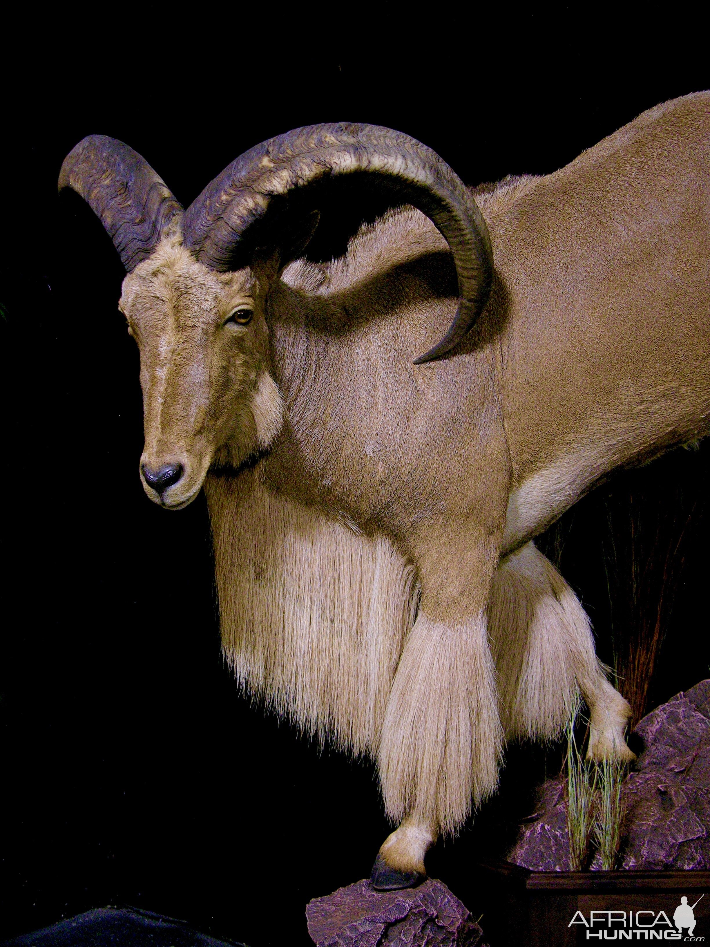 Huge Aoudad Life-size Taxidermy Full Mount