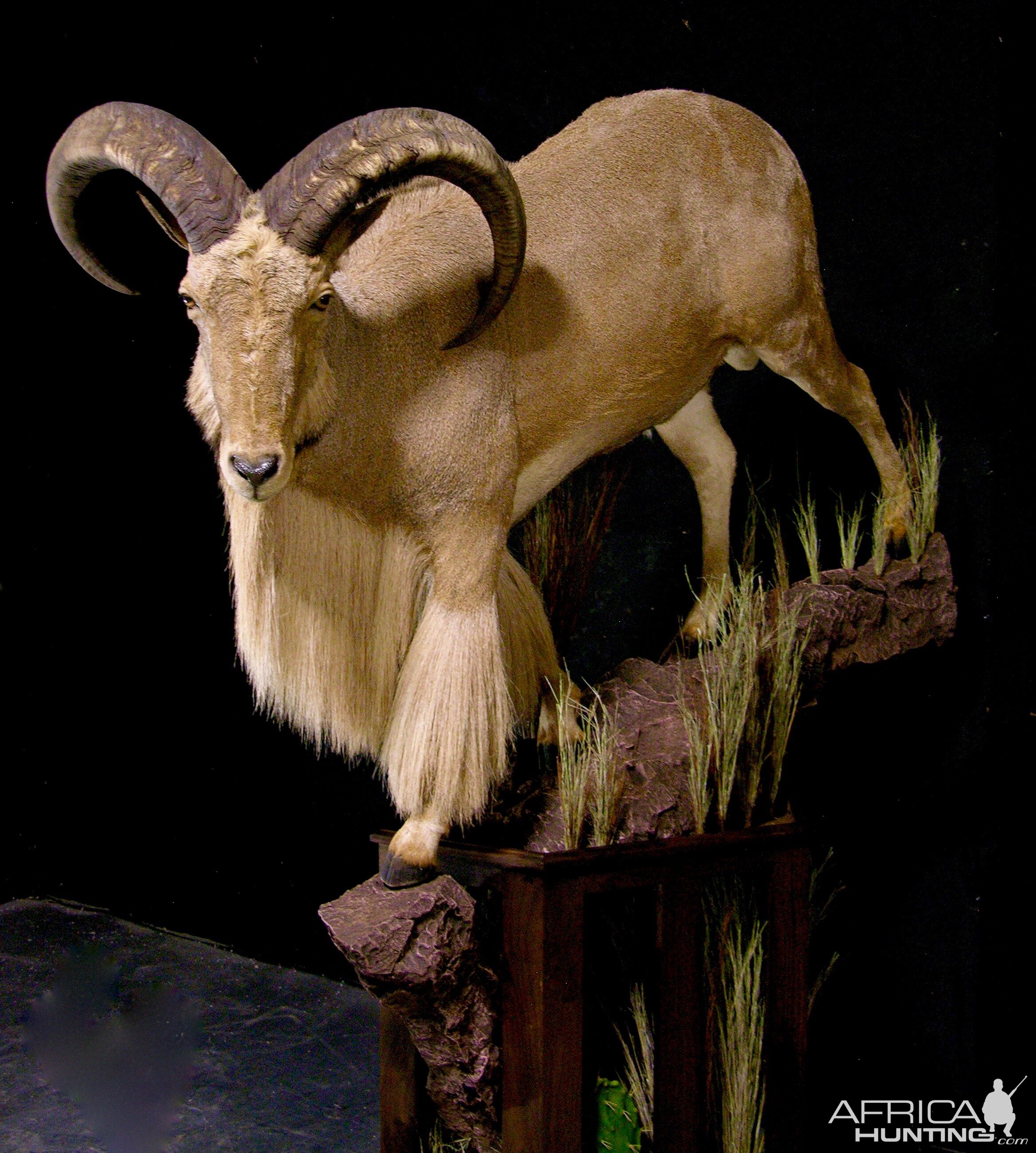 Huge Aoudad Life-size Taxidermy Full Mount