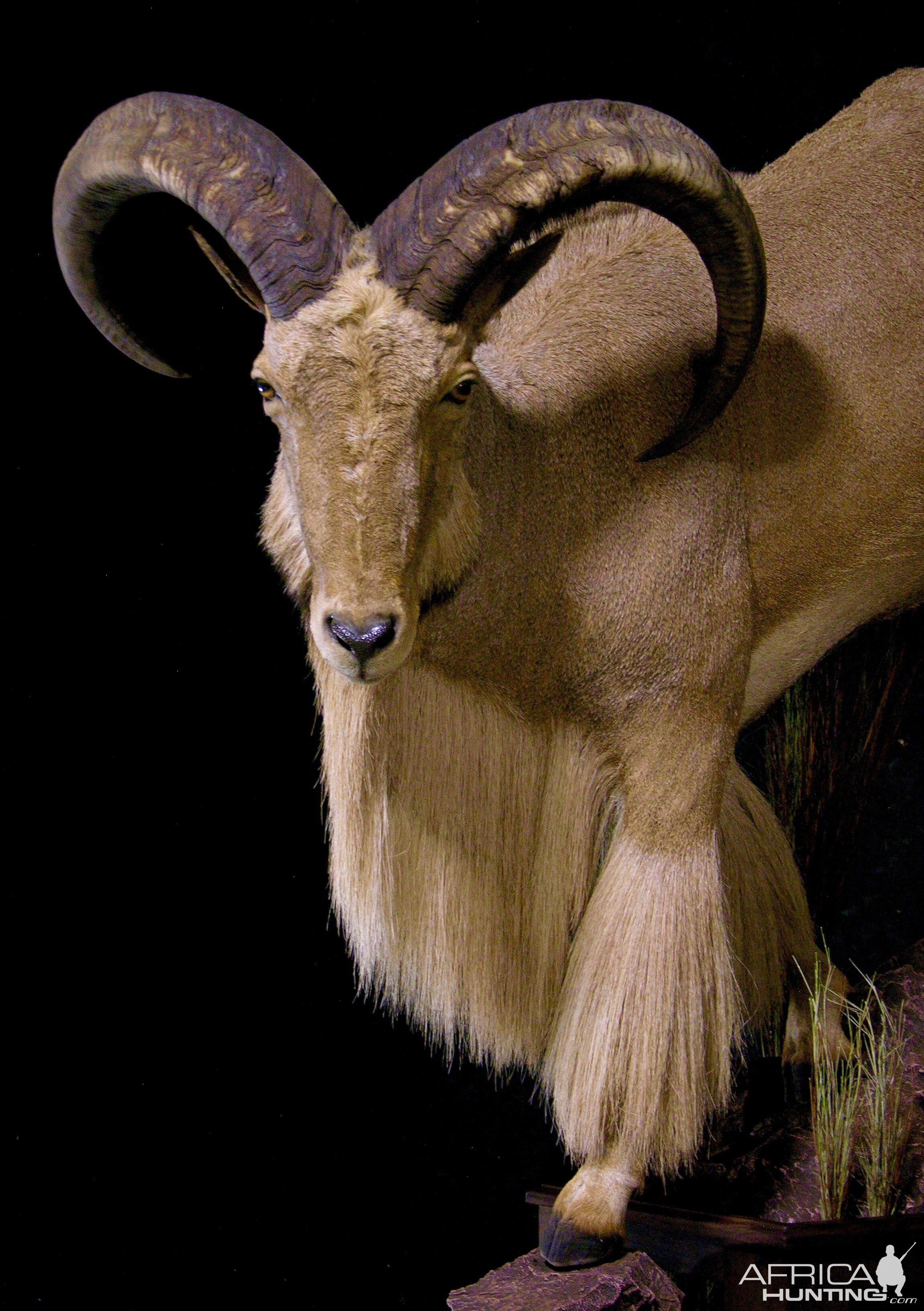 Huge Aoudad Life-size Taxidermy Full Mount