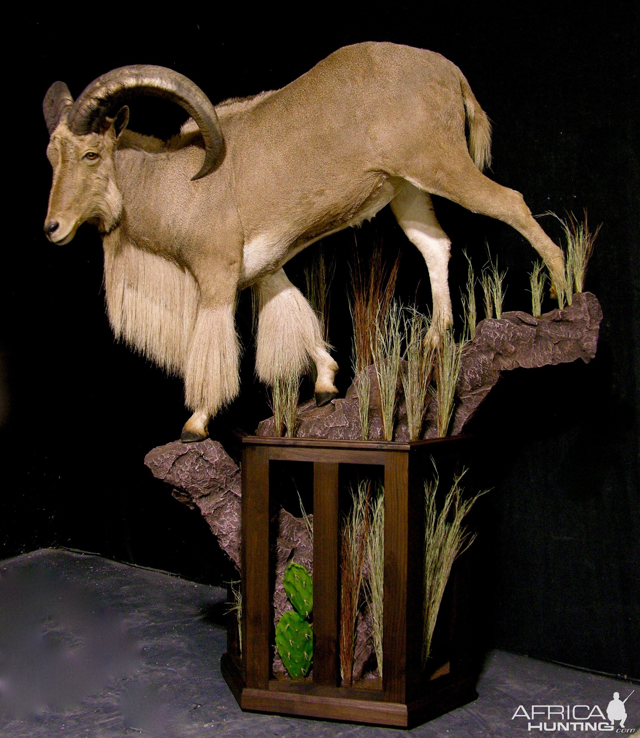 Huge Aoudad Life-size Taxidermy Full Mount