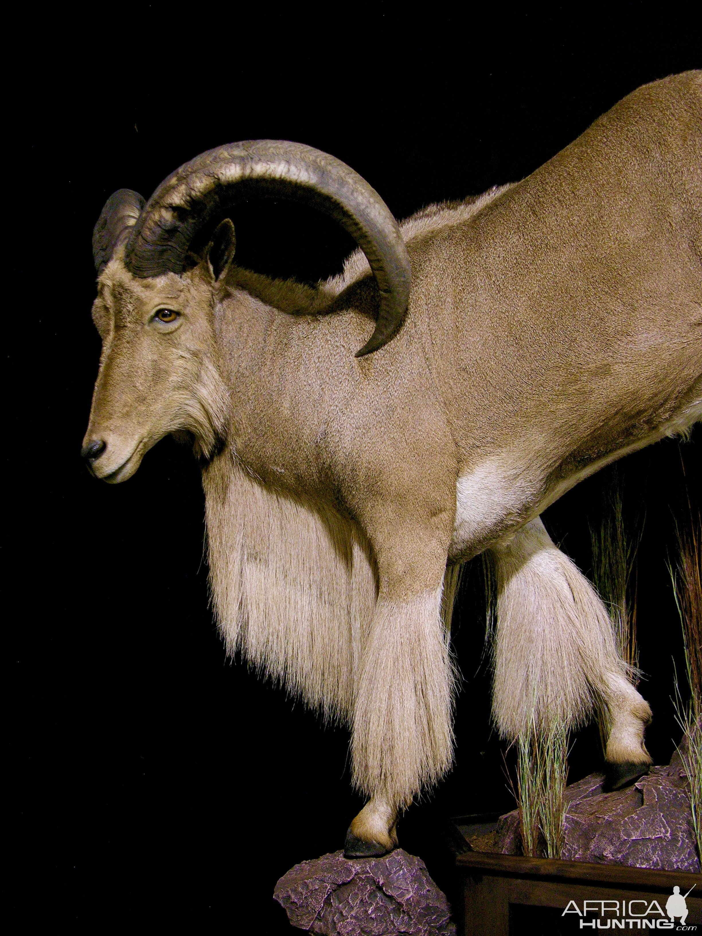 Huge Aoudad Life-size Taxidermy Full Mount