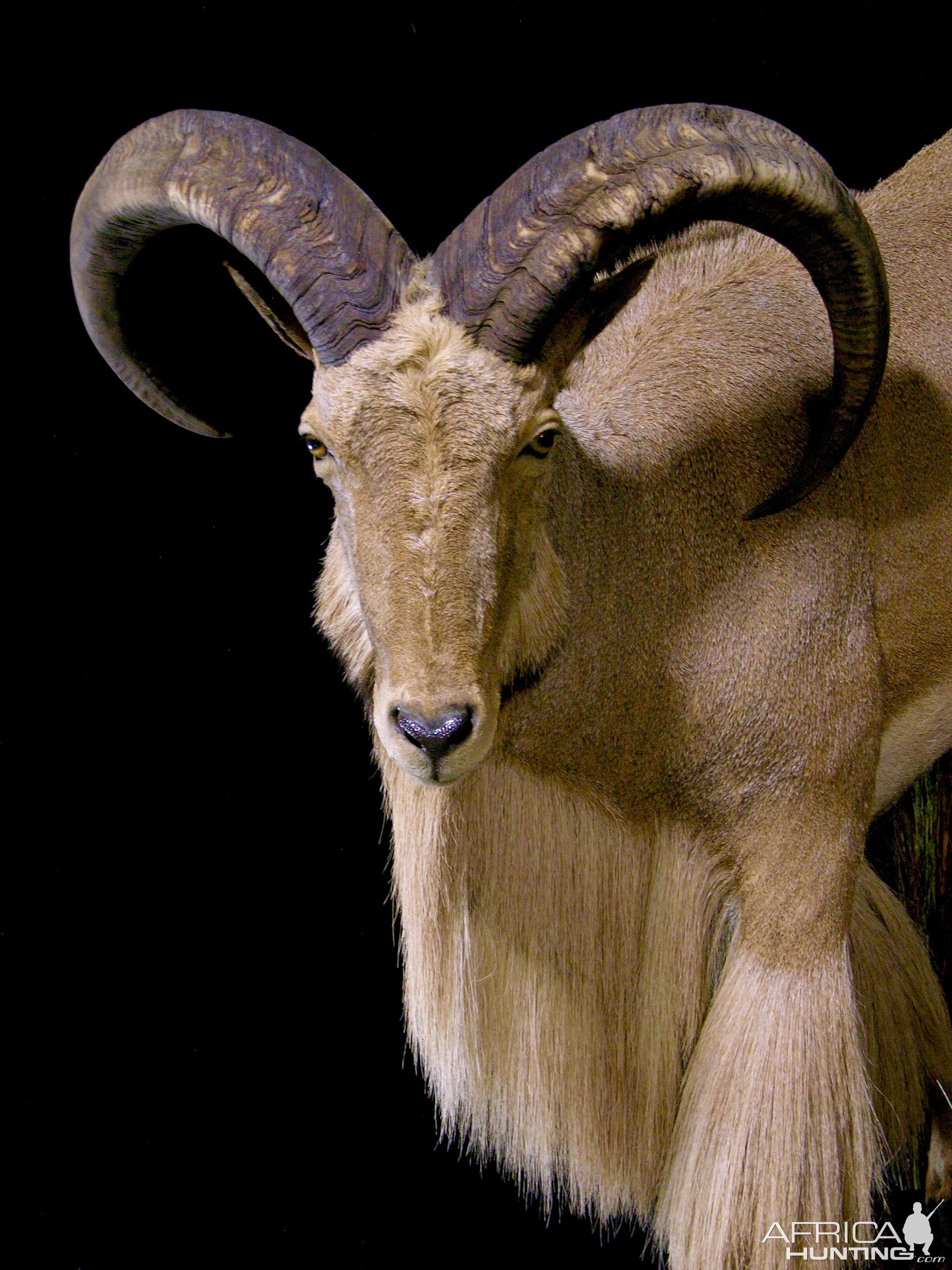 Huge Aoudad Life-size Taxidermy Full Mount