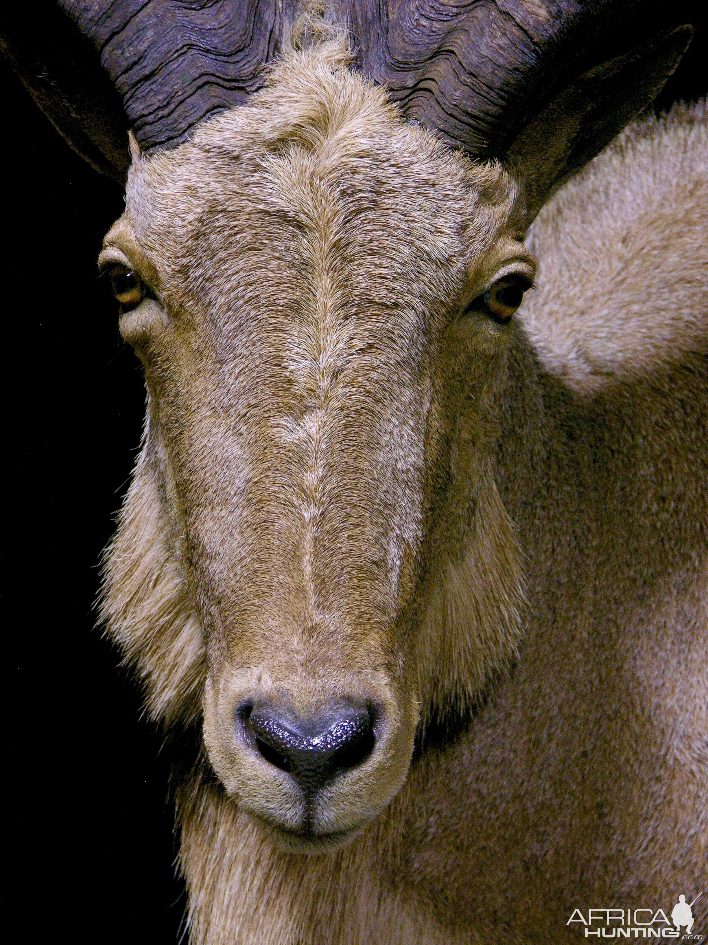 Huge Aoudad Life-size Taxidermy Full Mount