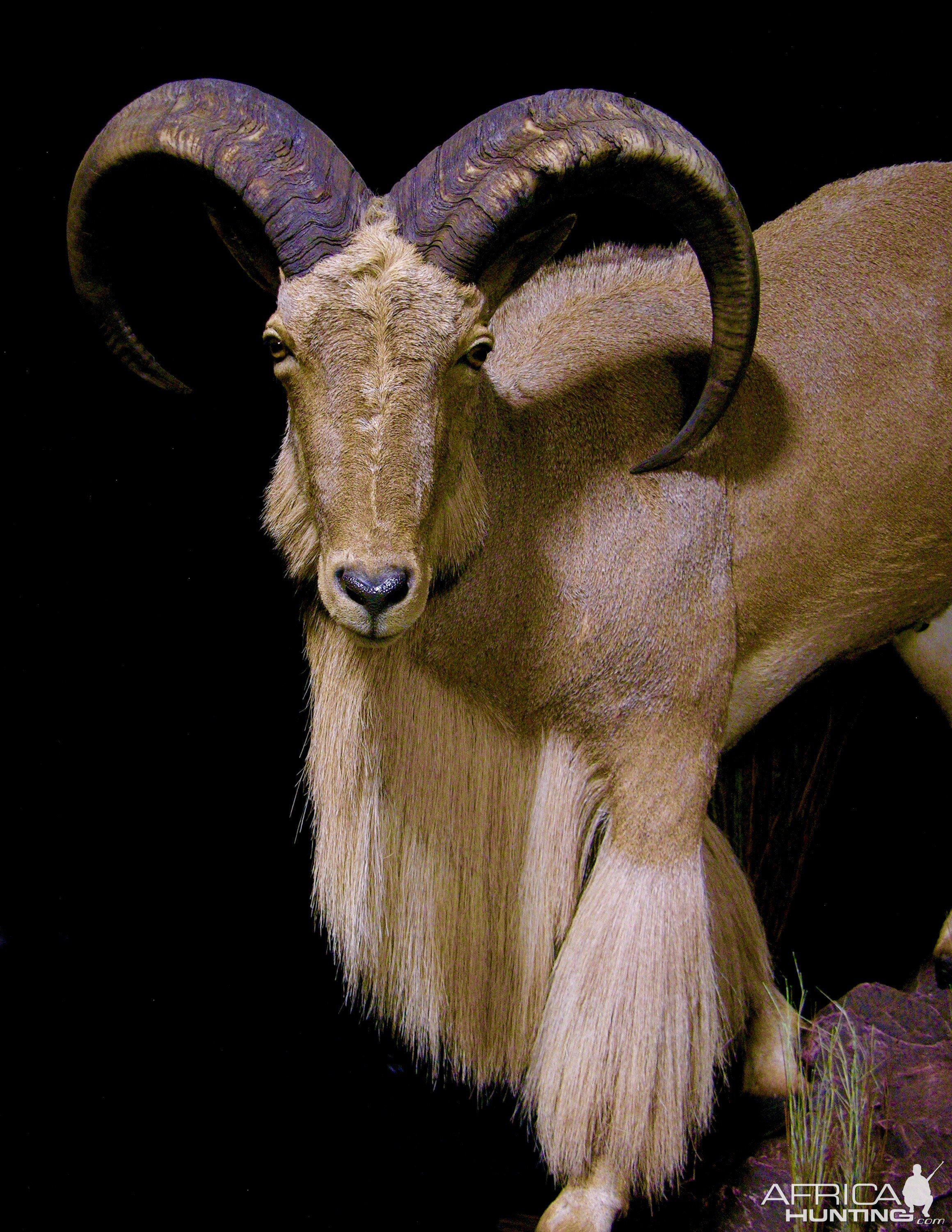 Huge Aoudad Life-size Taxidermy Full Mount