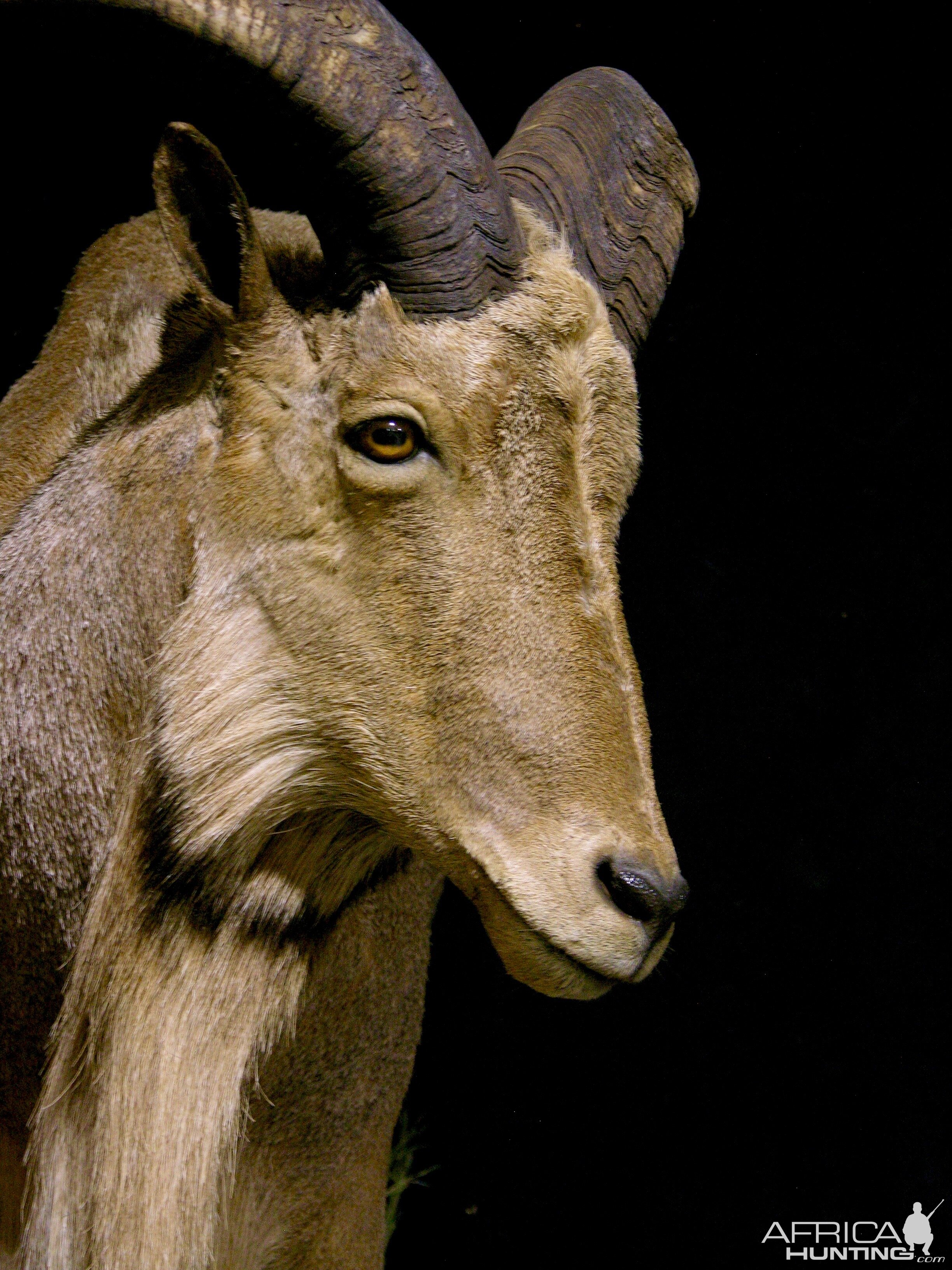 Huge Aoudad Life-size Taxidermy Full Mount