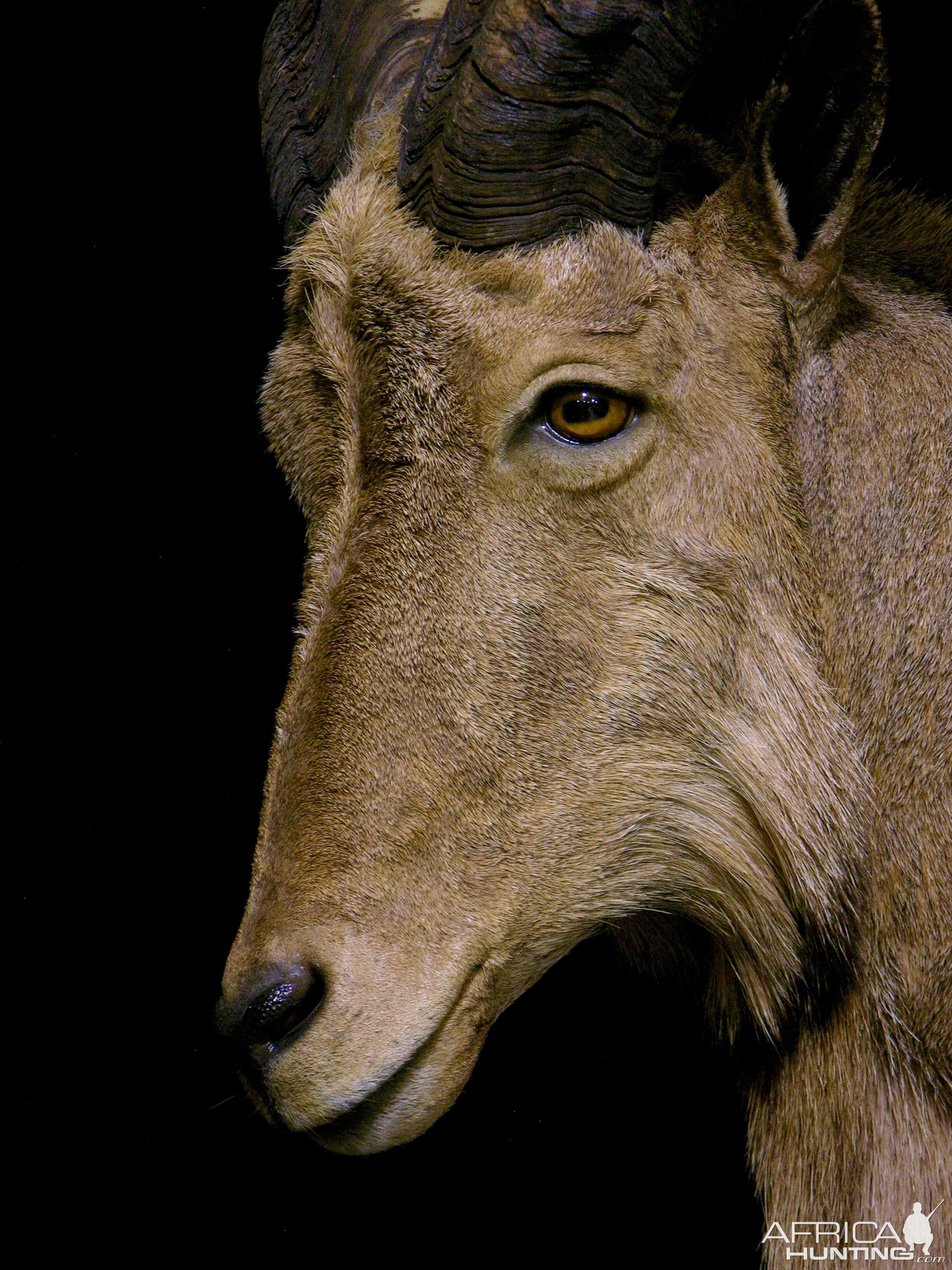 Huge Aoudad Life-size Taxidermy Full Mount