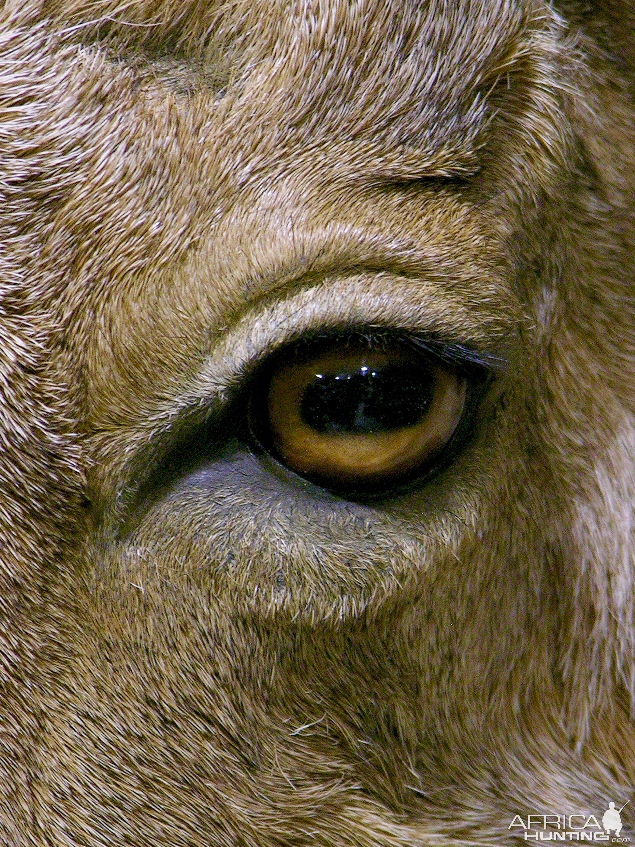 Huge Aoudad Life-size Taxidermy Full Mount