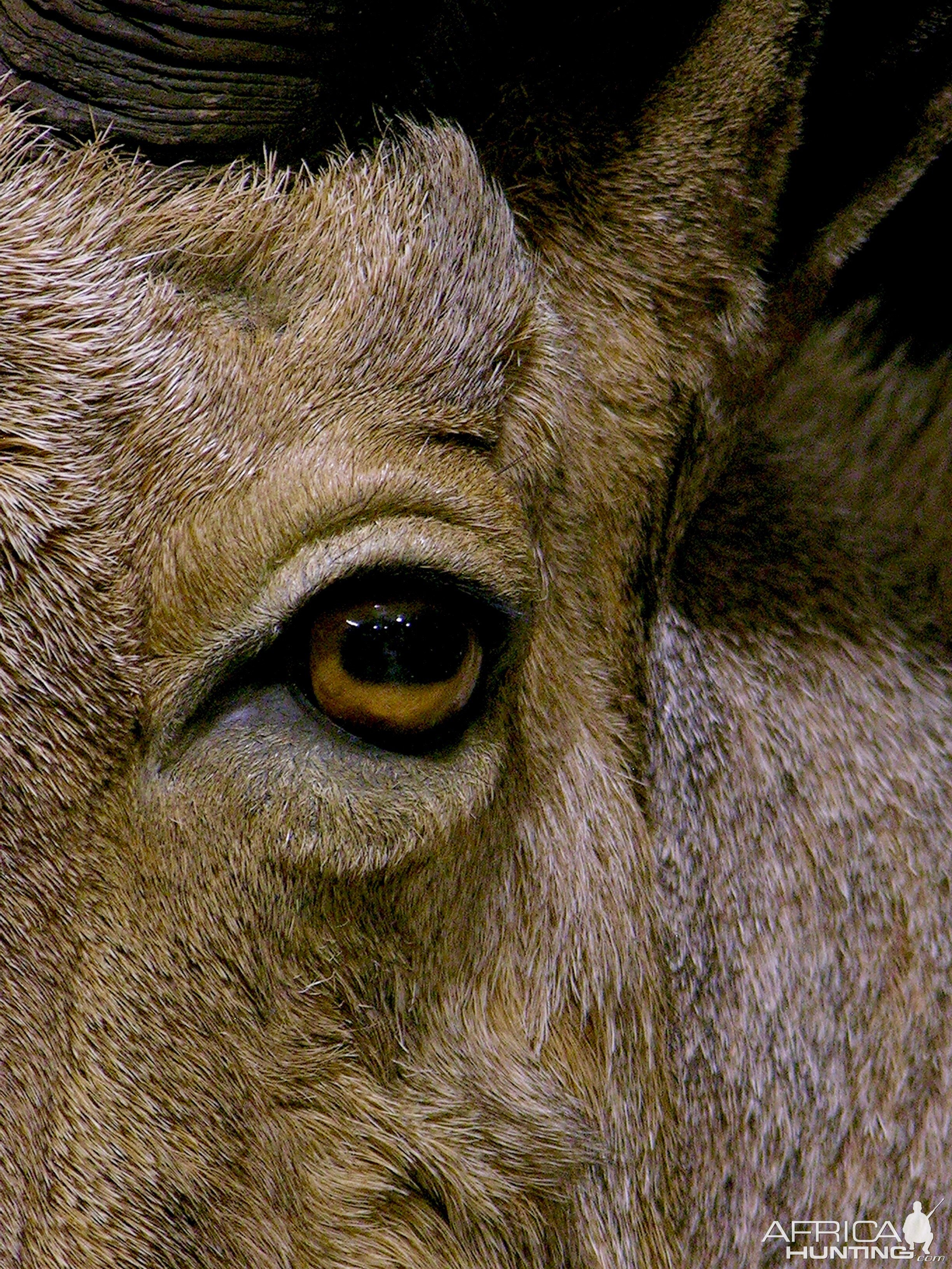 Huge Aoudad Life-size Taxidermy Full Mount