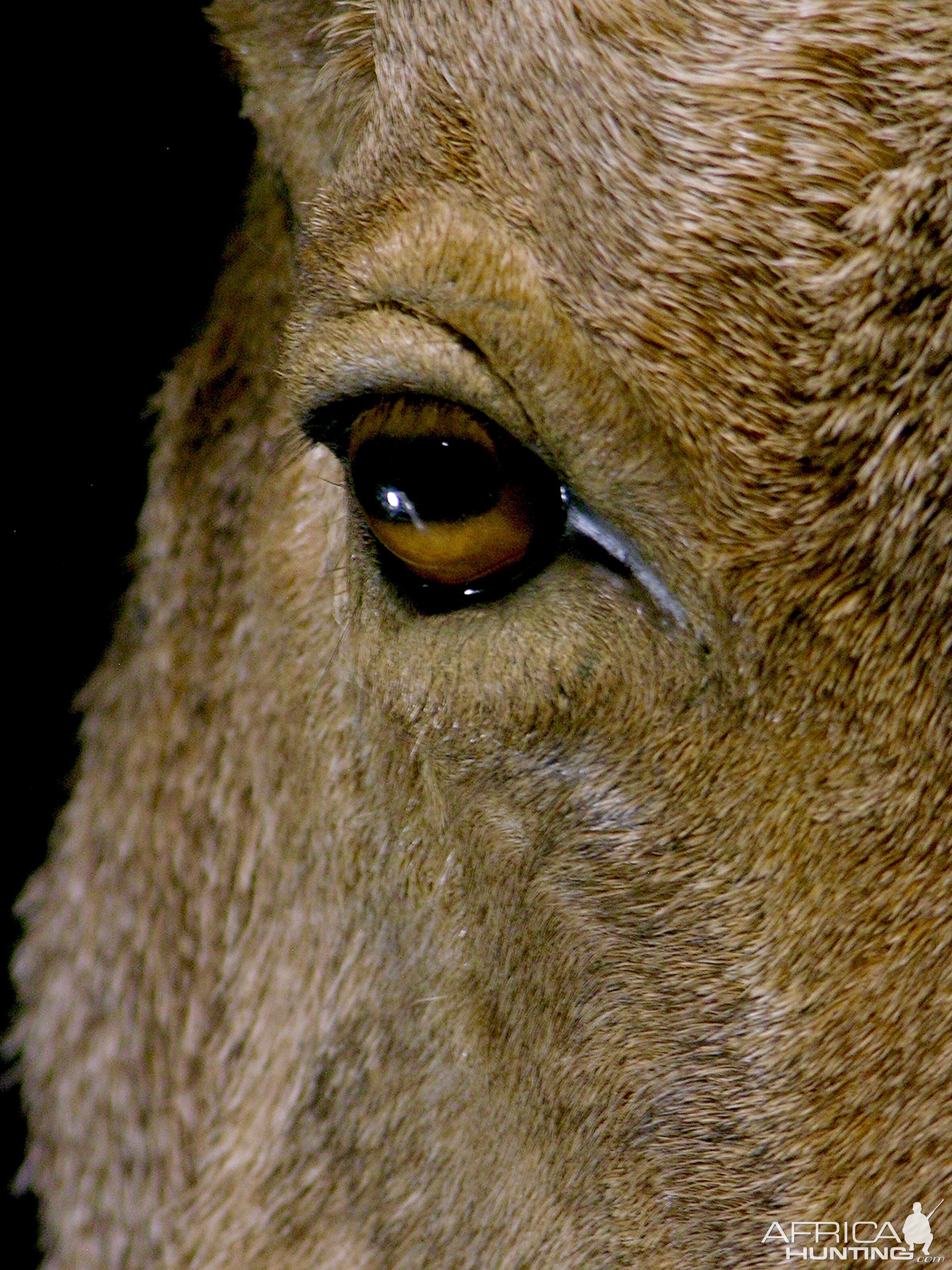 Huge Aoudad Life-size Taxidermy Full Mount