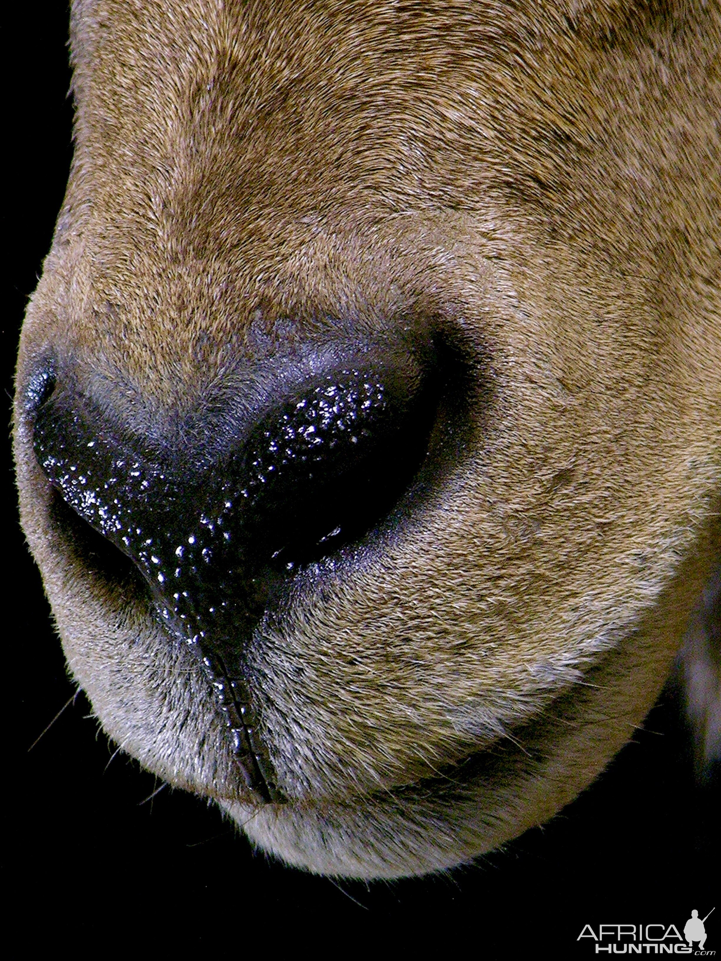 Huge Aoudad Life-size Taxidermy Full Mount