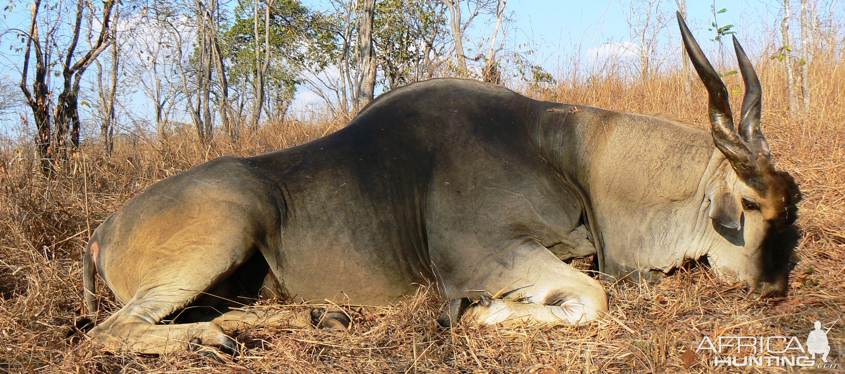 Huge bodied East African Eland