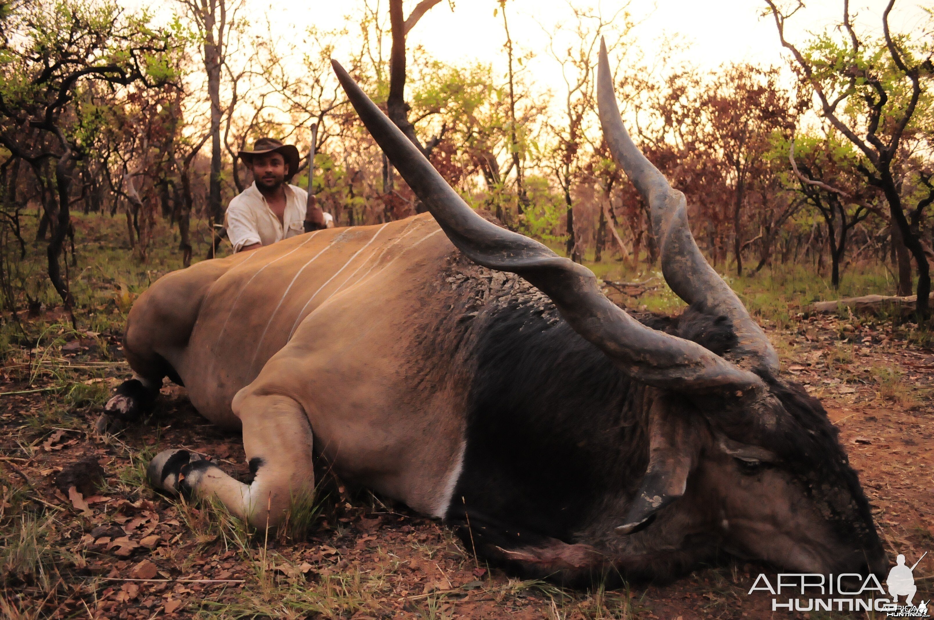 Huge Body and 53 inch Lord Derby Eland