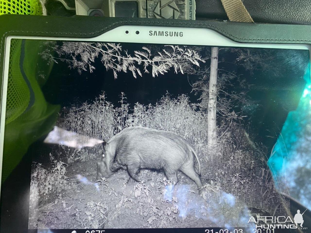 Huge Bushpig South Africa