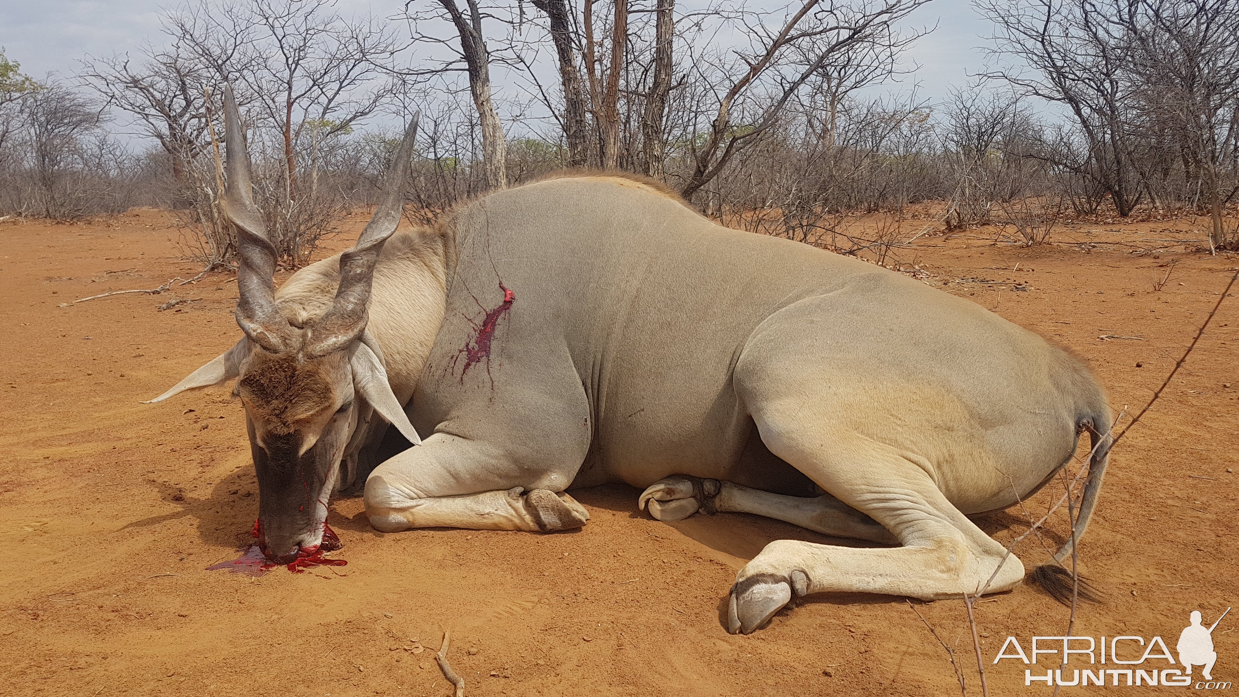 Huge old Cape Eland bull - Outjo Namibia 2019