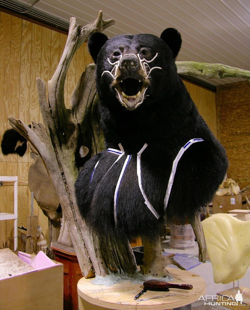 Huge Taxidermy Black Bear... Not Big Huge!