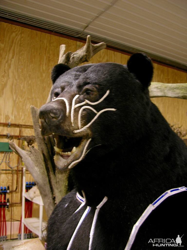 Huge Taxidermy Black Bear... Not Big Huge!