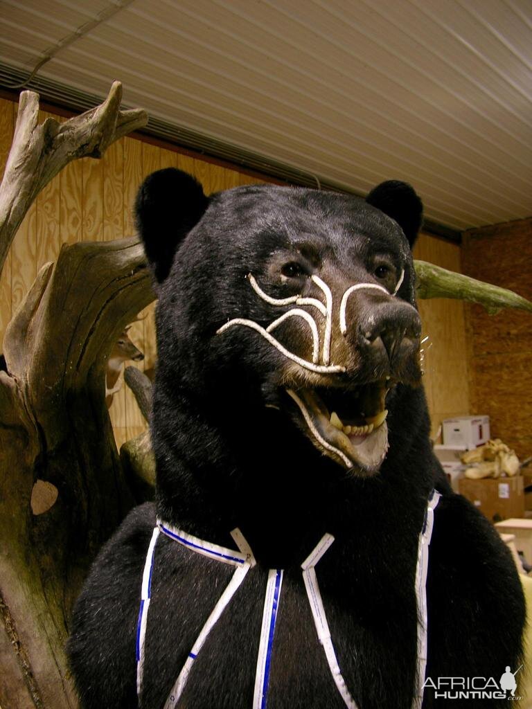 Huge Taxidermy Black Bear... Not Big Huge!