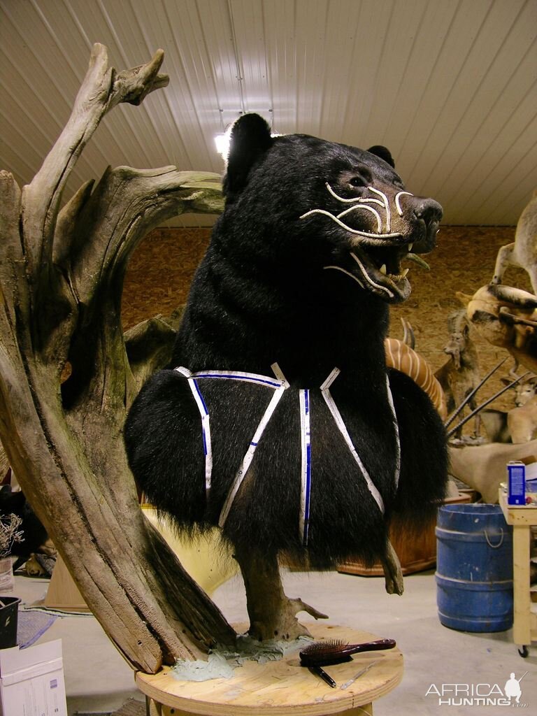 Huge Taxidermy Black Bear... Not Big Huge!