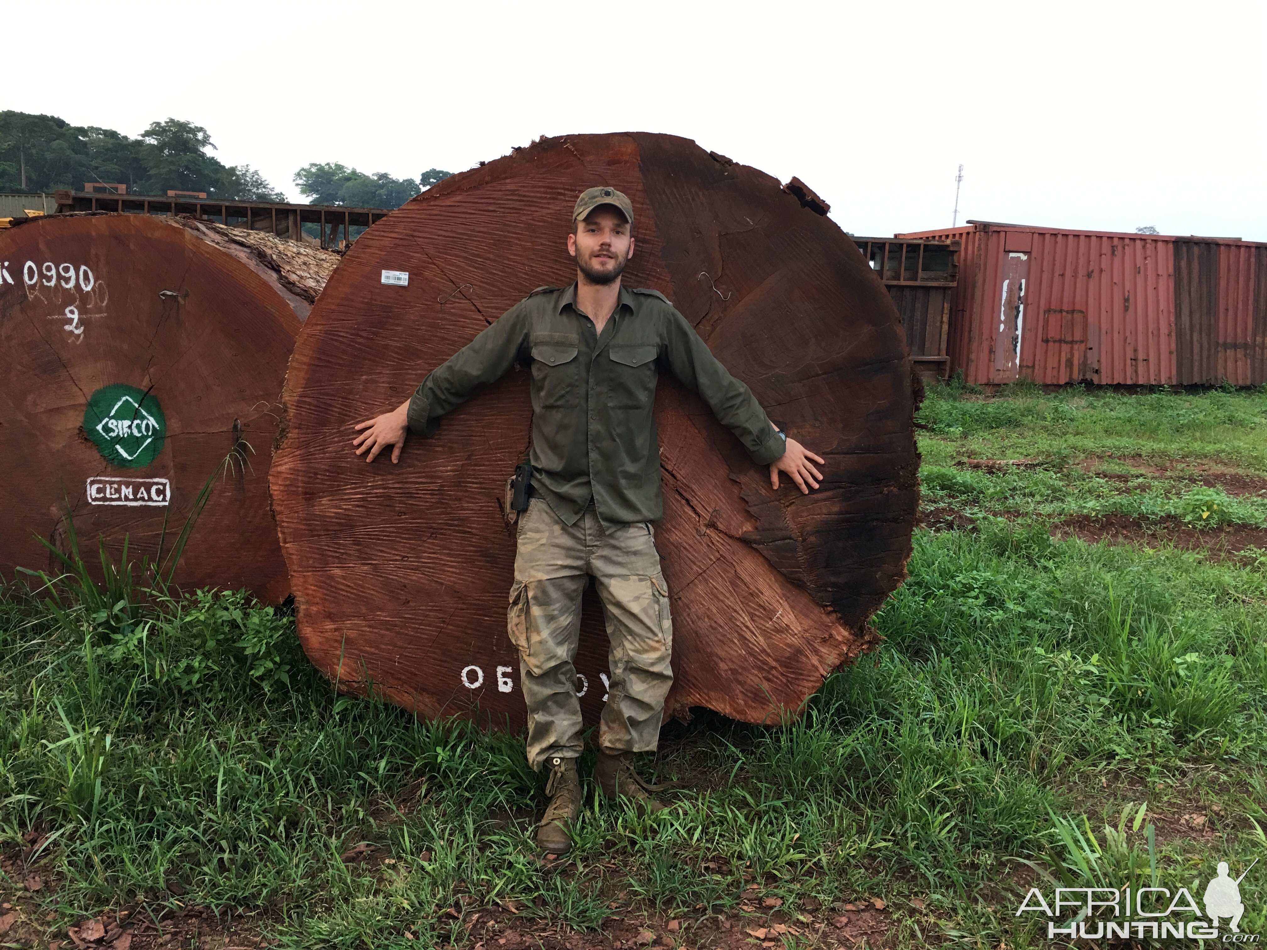 Huge tree log Congo