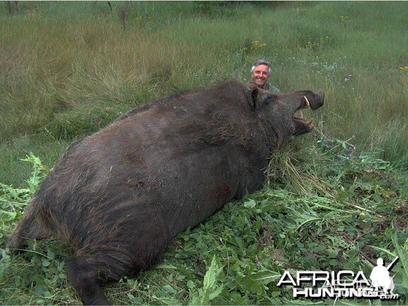 Huge Wild Boar