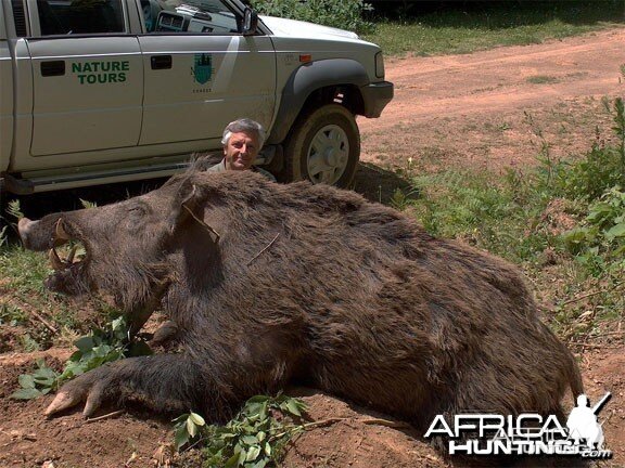 Huge Wild Boar