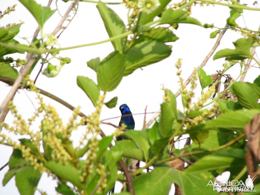 Hummingbird blue throat