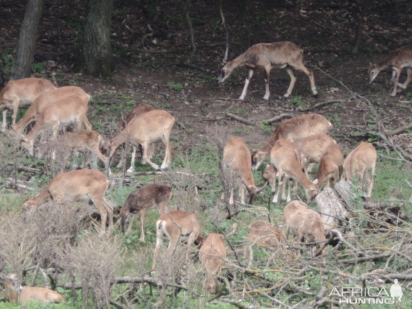 Hungary Hunt Mouflon