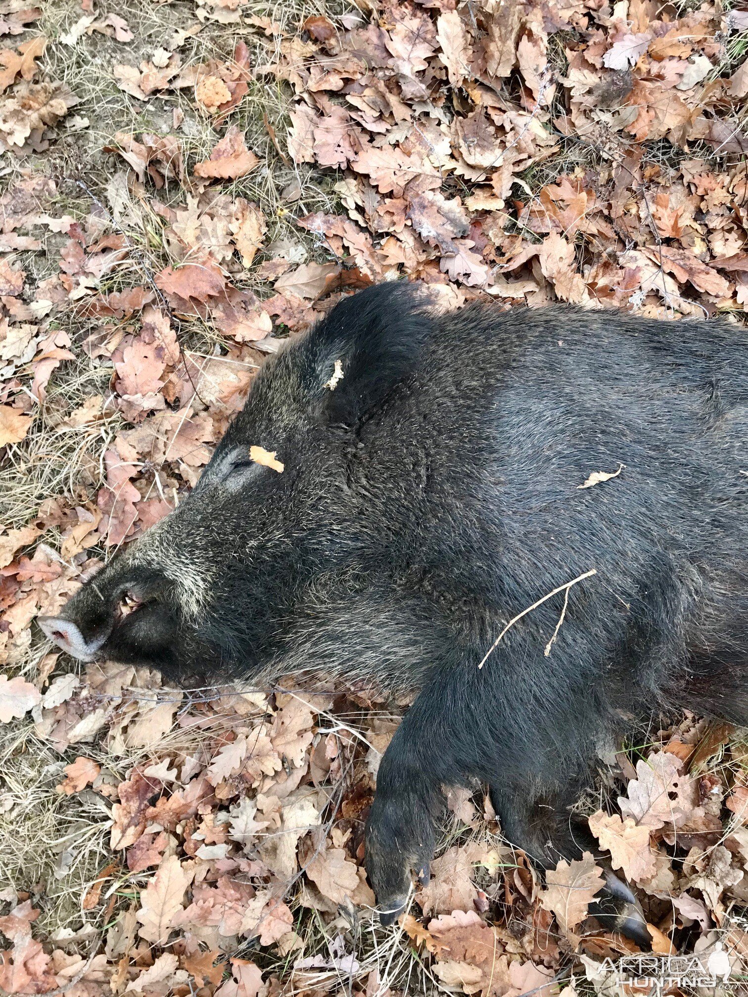 Hungary Hunt Wild Boar